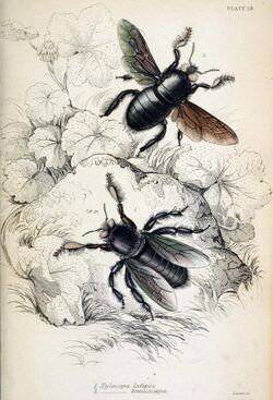 Jardine Naturalist's library Bees Plate 23.jpg