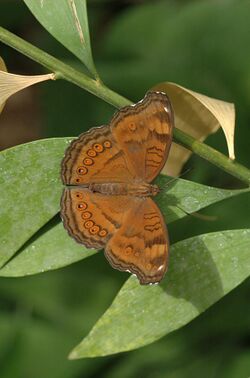 Junonia-20070224-065.jpg