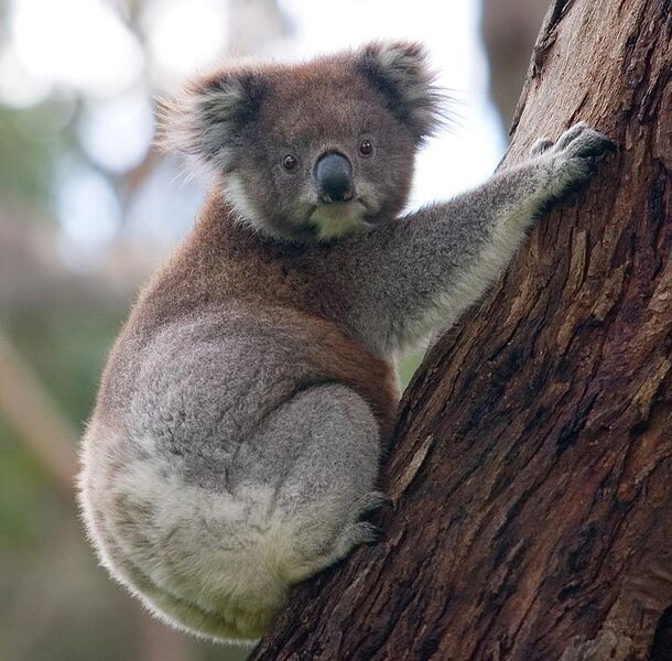 File:Koala climbing tree.jpg
