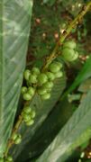 fruits of leaf litter plant