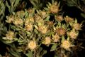 Leucadendron pubescens 5Dsr 0870.jpg