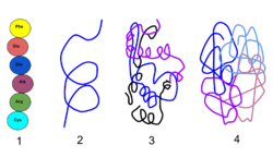 Levels of structural organization of a protein.svg