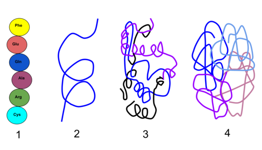 File:Levels of structural organization of a protein.svg