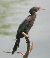 Little cormorant (Microcarbo niger) - 20070322.jpg