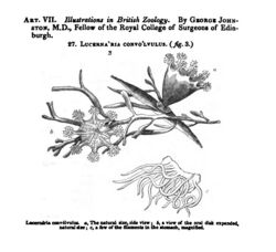 Illustration of "Craterolophus convolvulus", formerly called "Lucernaria convulvus"