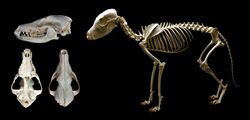 Lupulella mesomelas skull & skeleton.jpg