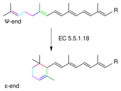 Lycopene ε-cyclase.svg