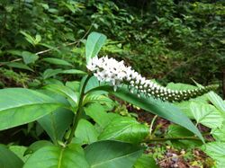 Lysimachia barystachys.jpg