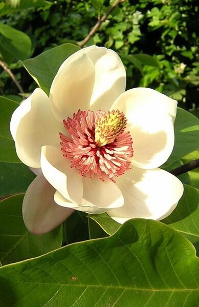 File:Magnolia wieseneri.jpg