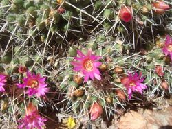 Mammillaria-compressa-20080330-2.JPG