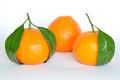 Mandarin Oranges (Citrus Reticulata).jpg