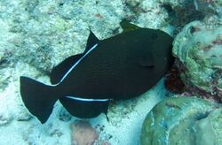 Melichthys indicus Maldives.JPG