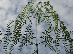 Moringa Drouhardii02 Asit.jpg