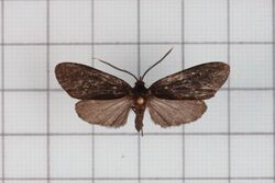 Morionia sciara1.jpg