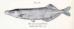 Mormyrops anguilloides.jpg