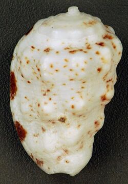 Morum oniscus (Atlantic morum snail) (San Salvador Island, Bahamas) 1 (16004841769).jpg