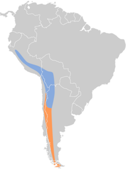 Muscisaxicola flavinucha map.svg