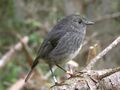 NZ North Island Robin-2.jpg