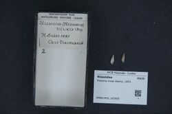 Naturalis Biodiversity Center - RMNH.MOL.167855 - Rissoina nivea Adams, 1853 - Rissoidae - Mollusc shell.jpeg