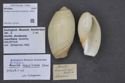 Naturalis Biodiversity Center - ZMA.MOLL.357367 - Anolacia mauritiana (Sowerby, 1830) - Olividae - Mollusc shell.jpeg