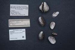 Naturalis Biodiversity Center - ZMA.MOLL.412859 - Perumytilus purpuratus (Lamarck, 1819) - Mytilidae - Mollusc shell.jpeg