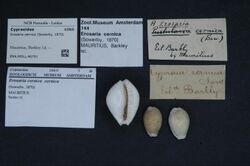 Naturalis Biodiversity Center - ZMA.MOLL.46701 - Erosaria cernica (Sowerby, 1870) - Cypraeidae - Mollusc shell.jpeg