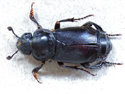 Nicrophorus germanicus01.jpg