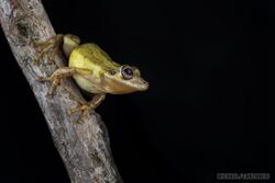 Olive Snouted Tree Frog.jpg
