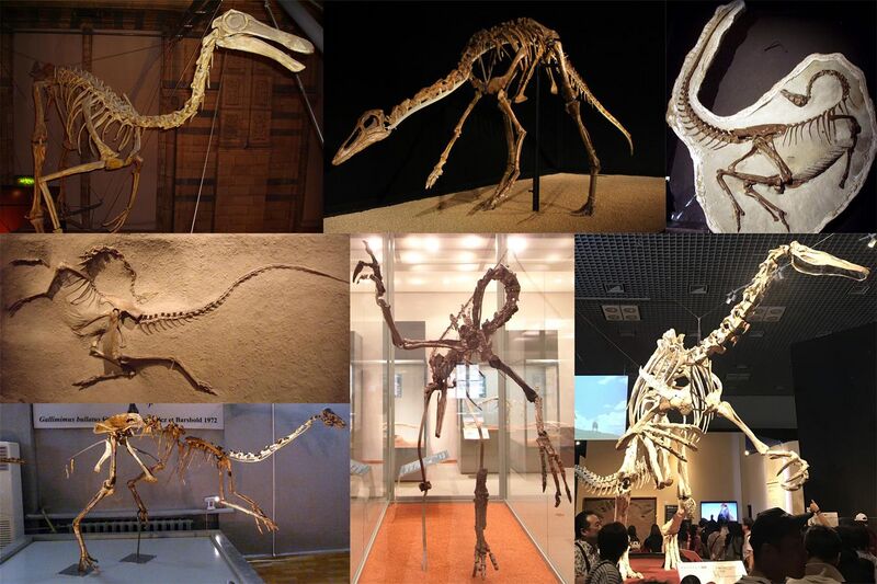 File:Ornithomimosauria Diversity.jpg