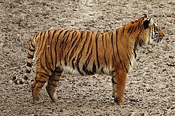 Panthera tigris jacksoni at Parc des Félins 15.jpg