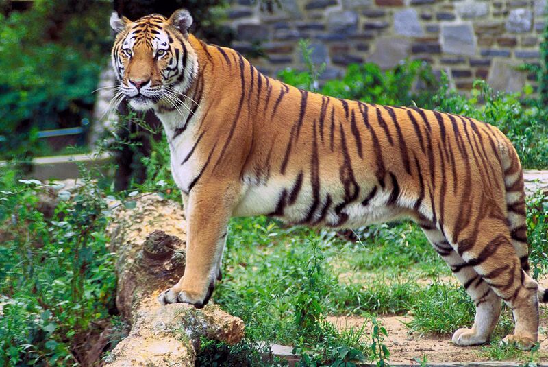File:Panthera tigris tigris.jpg