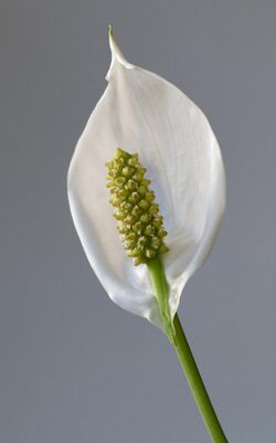 Peace lily - 1 - cropped.jpg