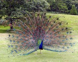 Peacock.displaying.better.800pix.jpg