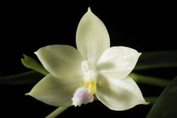Phalaenopsis floresensis Fowlie, Orchid Digest 57- 36 (1993) DSC2982-Edit.jpg