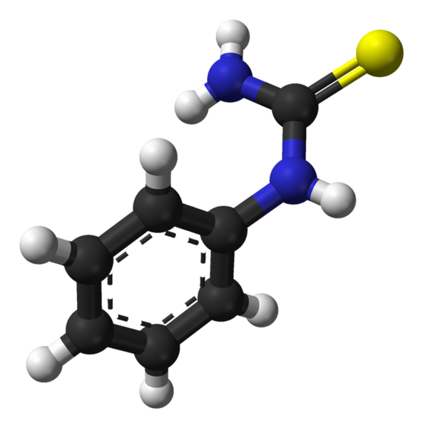 File:Phenylthiourea-from-xtal-3D-balls.png
