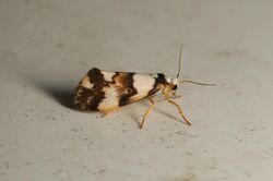 Philenora aspectalella (32666623966).jpg