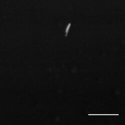 Photobacterium profundum SS9 GFP.jpg