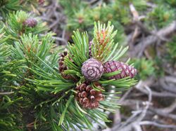 Pinus mugo cone 01.jpg