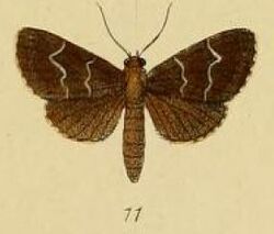 Pl.3-11-Hydrillodes janalis Schaus & Clements, 1893.JPG