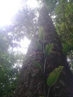 Pleodendron costaricense.jpg