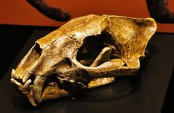 Proailurus lemanensis skull.jpg