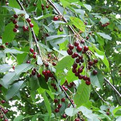 Prunus avium fruit.jpg