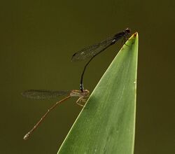 Pseudagrion hamoni tandem.jpg