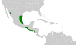 Psittacara holochlorus map.svg