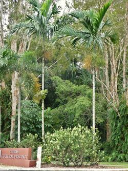 Ptychosperma elegans in Cairns Botanic Gardens SF21108.jpg