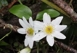 Puawhananga flowers (Clematis paniculata).jpg