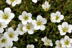 Rasen-Steinbrech (Saxifraga rosacea) 5725.JPG