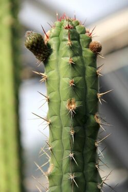 Rauhocereus riosaniensis pm.jpg