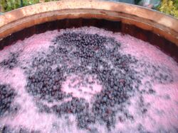 Red wine fermenting just after pigeage.jpg