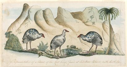 Original drawing of the extinct white gallinule by Arthur Bowes Smyth, surgeon aboard First Fleet ship Lady Penrhyn